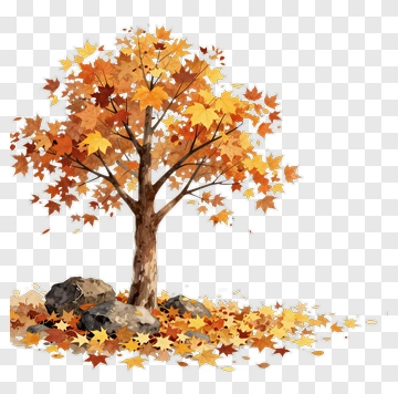 Colorful Maple Tree With Autumn Leaves PNG