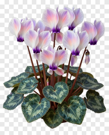 Colorful Cyclamen Flower Arrangement PNG