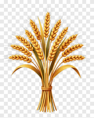 Wheat Bundle PNG