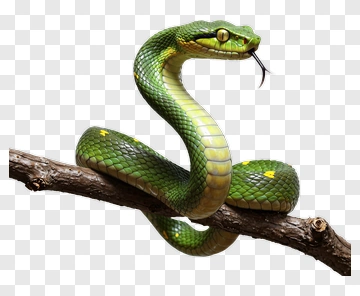 Green Snake Coiled On A Branch PNG
