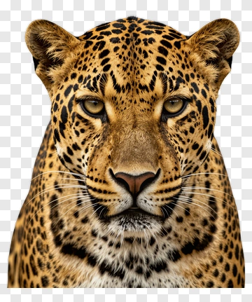 Leopard Face PNG
