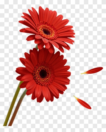 Red Gerbera Daisies With Petals PNG