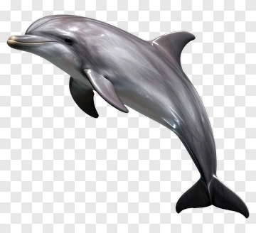 3D Dolphin Swimming PNG