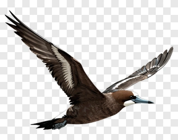 Brown Bird In Flight PNG
