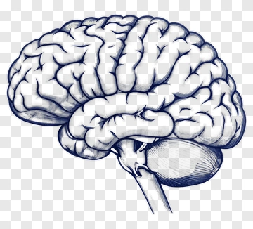 Illustration Of A Brain PNG