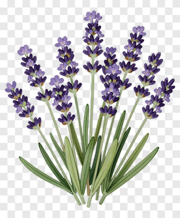 Lavender Bouquet PNG