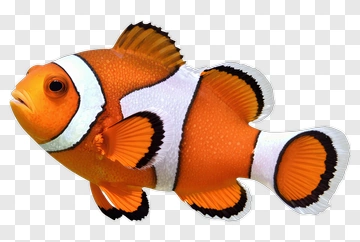 Clownfish Swimming In Coral Reef PNG