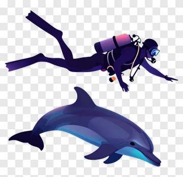 Diver Swimming With Dolphin PNG