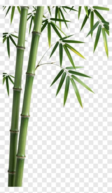Bamboo Stalks With Green Leaves PNG