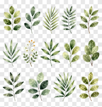 Watercolor Leaf Collection PNG