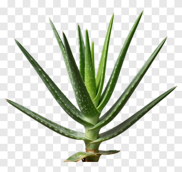 Aloe Vera Plant PNG