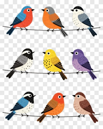 Colorful Birds Sitting On A Wire PNG