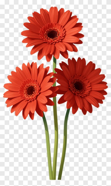 Red Gerbera Daisy Bouquet PNG
