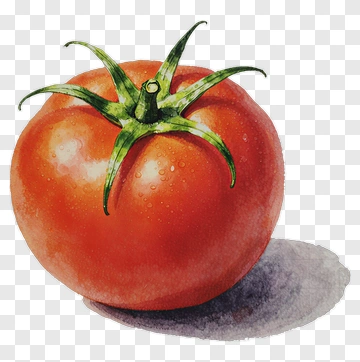 Realistic Tomato With Green Stem PNG