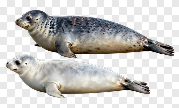 Realistic Seals On White Background PNG
