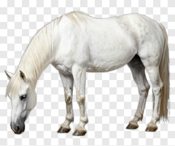 White Horse PNG