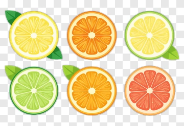 Colorful Citrus Fruit Slices PNG
