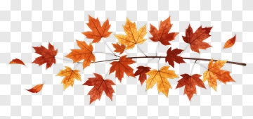 Colorful Maple Leaves On A Branch PNG