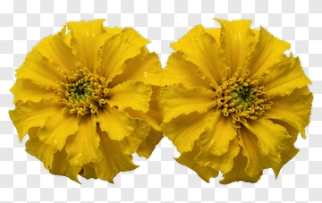 Yellow Flower Bouquet PNG