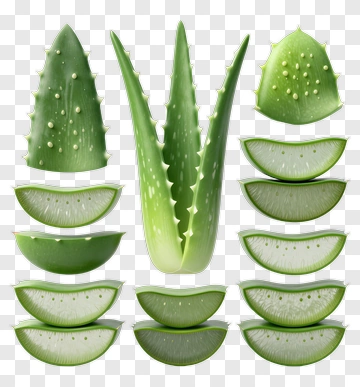 Aloe Vera Plant And Slices PNG