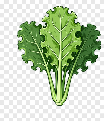 Fresh Green Kale Leaves PNG