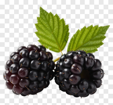 Blackberries With Green Leaves PNG