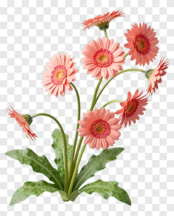 Pink Gerbera Daisy Bouquet PNG