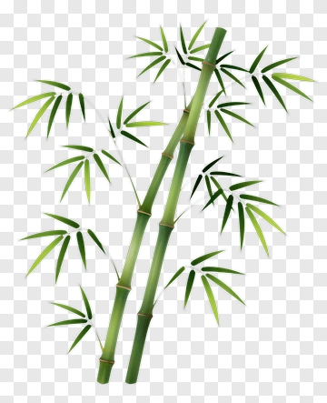 Bamboo Plant PNG