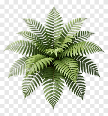 Green Fern Plant PNG