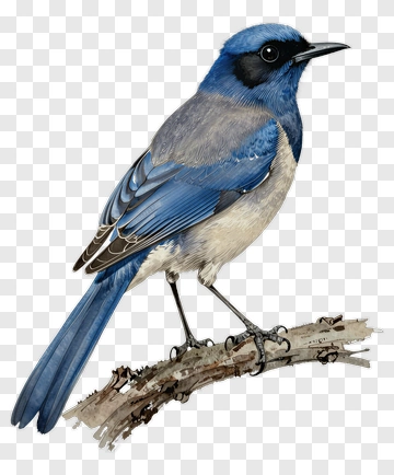 Blue Bird Perched On A Branch PNG