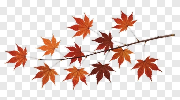 Autumn Maple Leaves Branch PNG