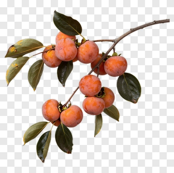 Branch Of Persimmons With Green Leaves PNG