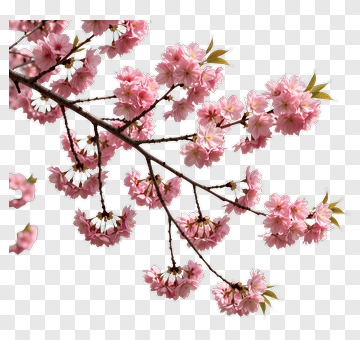 Cherry Blossom Branch With Pink Flowers PNG