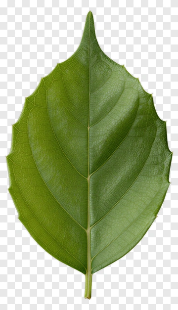 Green Leaf PNG