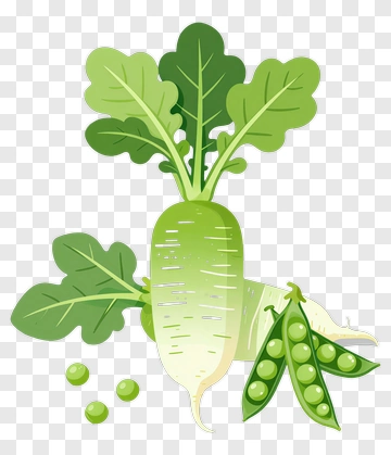 Radish And Peas PNG