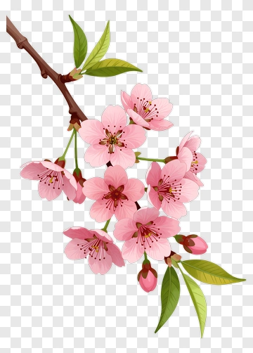 Cherry Blossom Branch With Pink Flowers PNG