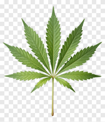 Green Cannabis Leaf PNG