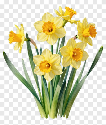 Colorful Daffodil Bouquet PNG