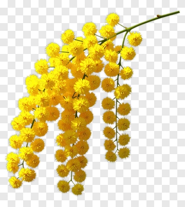 Yellow Mimosa Flower Branch PNG