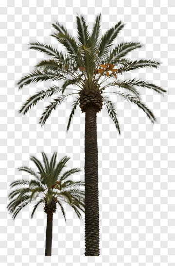 Palm Trees PNG