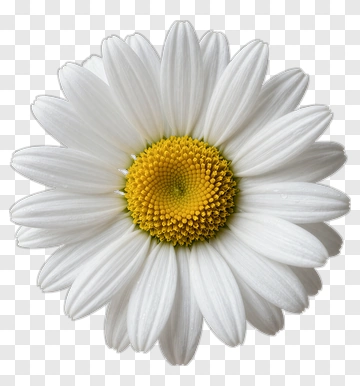 White Daisy Flower PNG