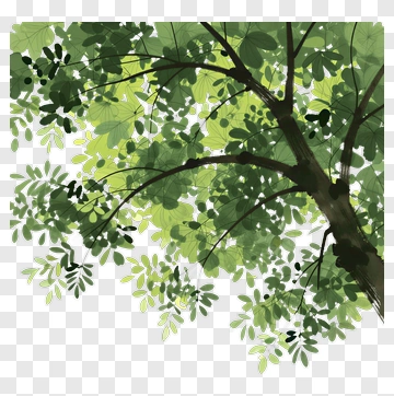 Green Tree Branches With Leaves PNG