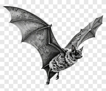 Detailed Bat Illustration PNG