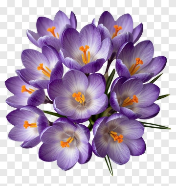Purple Crocus Flower Bouquet PNG