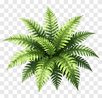 Green Fern Plant PNG