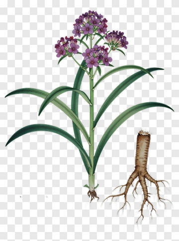 Purple Flowering Plant With Roots PNG