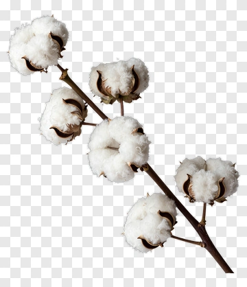 Cotton Plant Stem With Flowers PNG