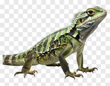 Bearded Dragon Lizard PNG