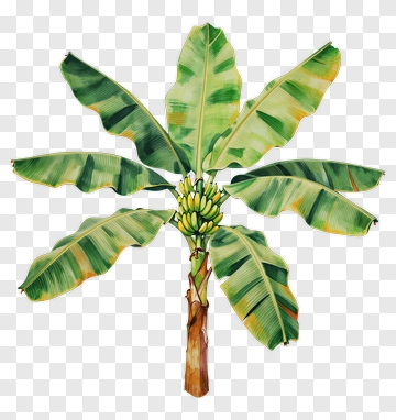 Banana Tree With Green Leaves PNG