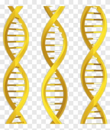 Yellow Dna Helix Structure PNG